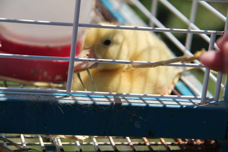 slideshow